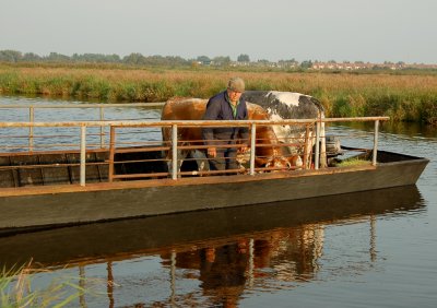 De beesten worden naast elkaar in de boot gezet