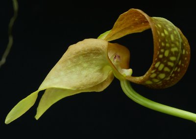 Bulbophyllum grandiflorum, flower 12 cm