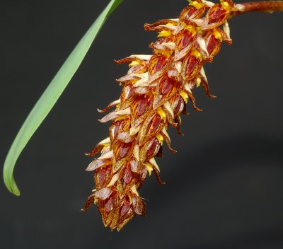 Bulbophyllum careyanum, flowers 5-6 mm