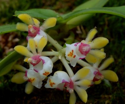 Gastrochilus somai, flowers 1 cm