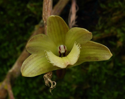 Dendrobium serratilabium