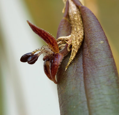 Myoxantus reymondii, flower 7 or 8 mm