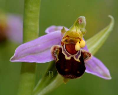 Pollen apifera var. apifera,  self-pollination