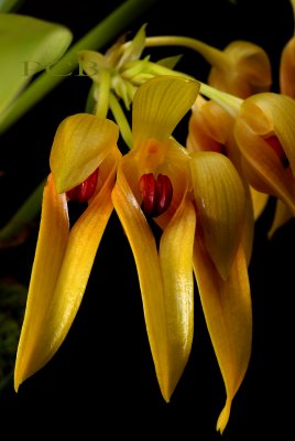 Bulbophyllum graveolens, height flower 8 cm