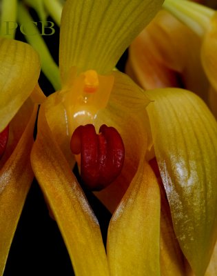 Bulbophyllum graveolens, close