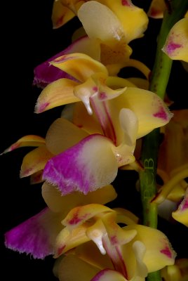 Aerides houlettiana, close, Ueang Kulap Lueang Korat