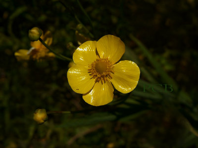 Grote boterbloem, Ranunculus lingua, bloem 4 cm , plant 150 cm