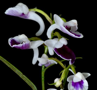 Ponerorchis