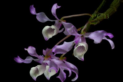 Dendrobium tortile, Ueang Kao Kiu Mae Sariang,  flowers 8 cm