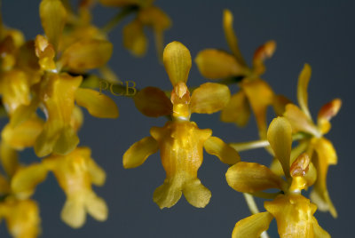 Oncidium chrysomorphum, flowers 1.5 cm