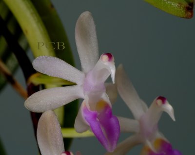 Cleisostoma ensifolia, close, flowers 1-1.3 cm