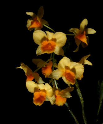 Dendrobium griffithianum,  Ueang Matcha Lueang, flowers 3 cm