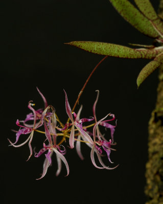 Macroclinium manabina, flowers 8 mm