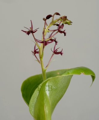 Liparis pilifera, flowers 1 cm