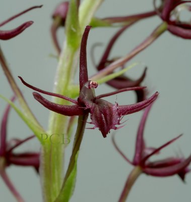 Liparis pilifera, close, flowers 1 cm