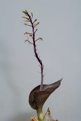 Liparis purpureoviridis,  flowers 1.5  cm