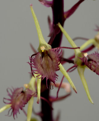 Liparis purpureoviridis,  flowers 1.5  cm