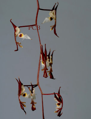 Gongora chocoensis chocoensis