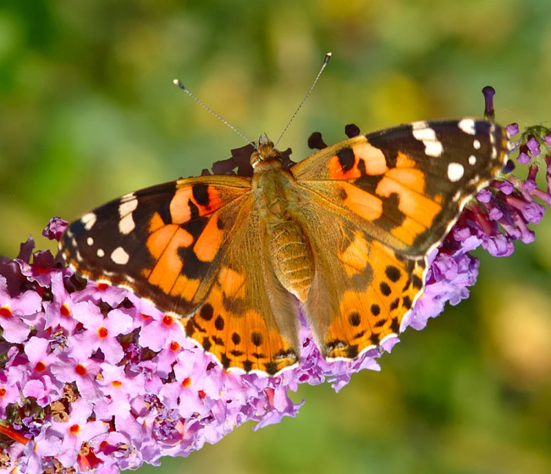 Painted Lady