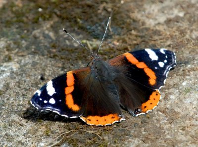 Red Admiral - A poor year for butterflies this year
