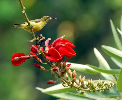Female Olive-Backed Sunbird
