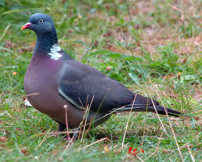 Wood Pigeon