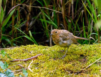 Young Robin