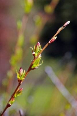 Buds