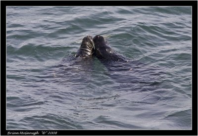 Grey seal