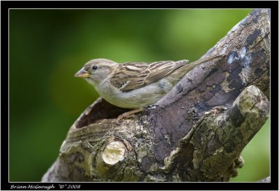 h sparrow female.jpg