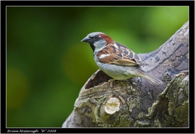 h sparrow male.jpg