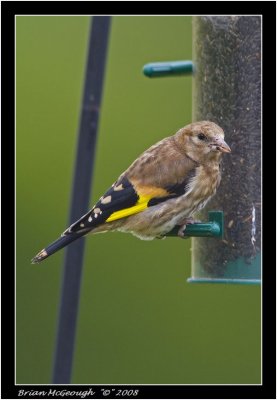 Baby goldfinch.jpg