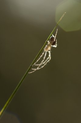 Autumn spider 1