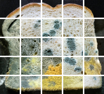 The transition of Bread