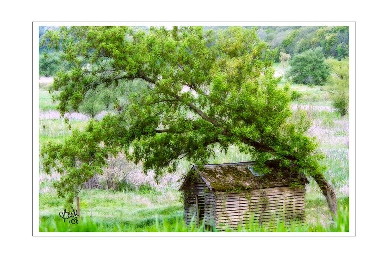 The Old Shed