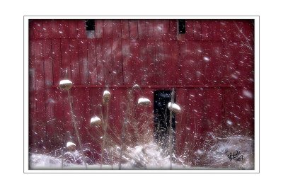 Sunflowers Red Barn and Snow