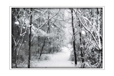 Silent Woods