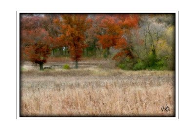 Autumn Woods