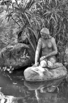 Lady in the Pond