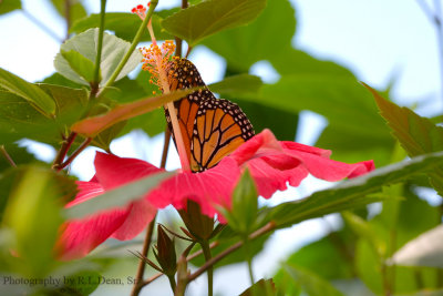 Butterfly and the Hibiscus