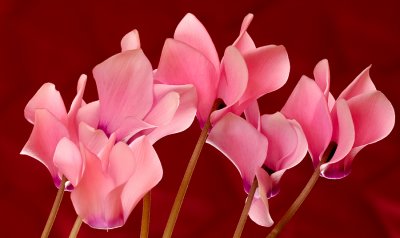 Cyclamen