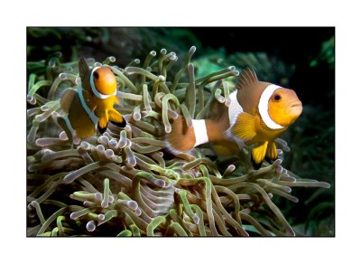 Twin Percula clownfish