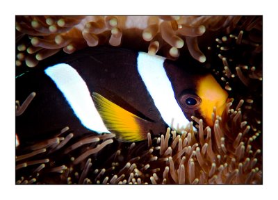 Clarkes clownfish in Phuket