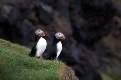 Icelandic Birds