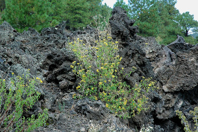 Yellow Wildflower
