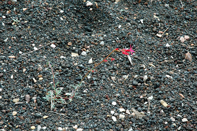 A red wildflower