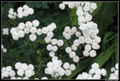 White flowers.jpg