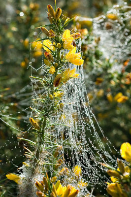 Gorse flowers with spiders webs