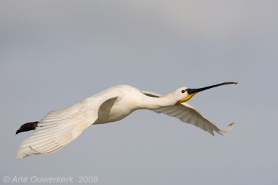 Eurasian Spoonbill - Lepelaar - Platalea leucorodia