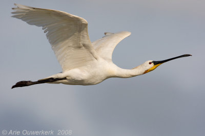 Eurasian Spoonbill - Lepelaar - Platalea leucorodia